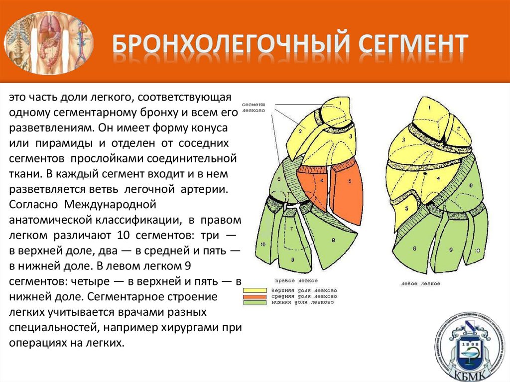 Бронхолегочный сегмент