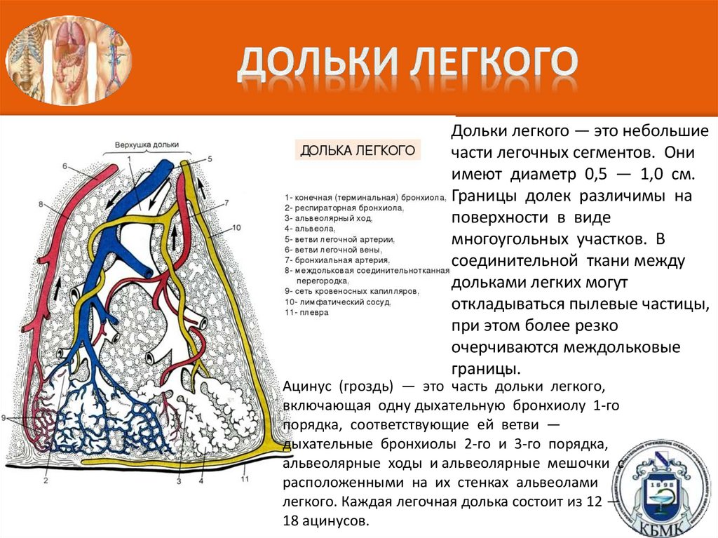 Дольки легкого