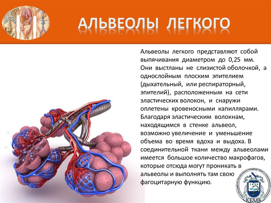 Альвеолы легкого