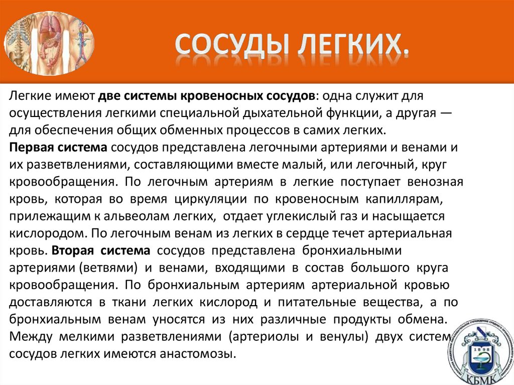 Сосуды легких.