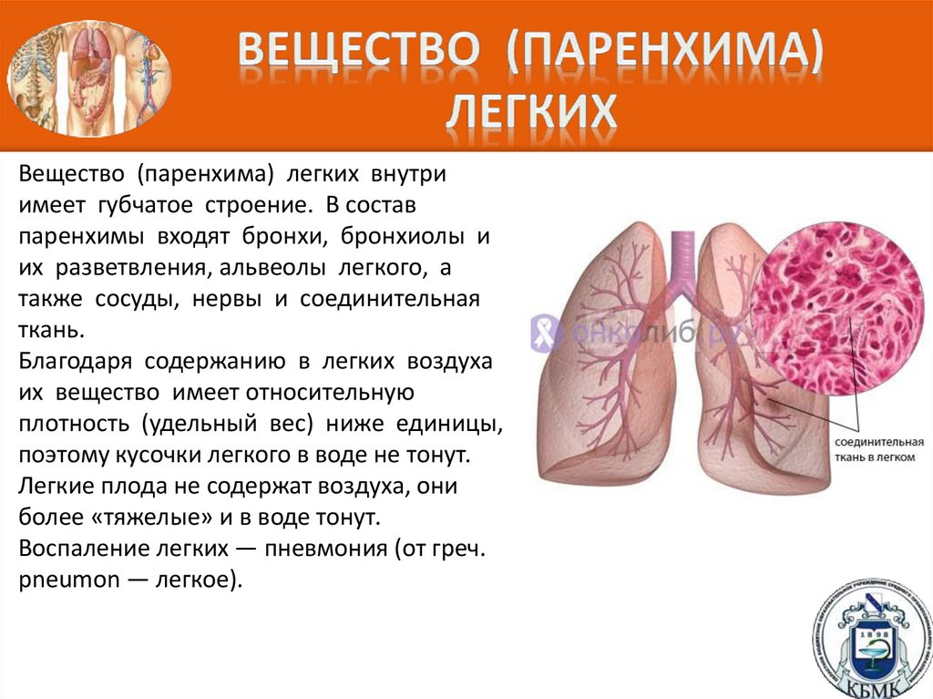 Вещество (паренхима) легких