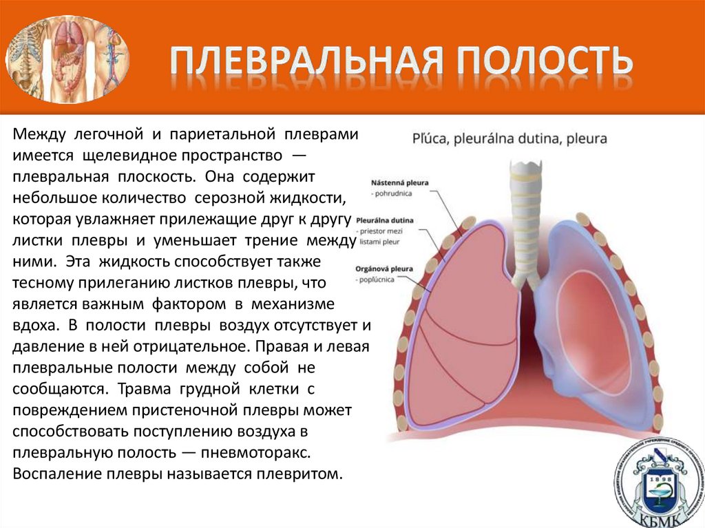 Плевральная полость