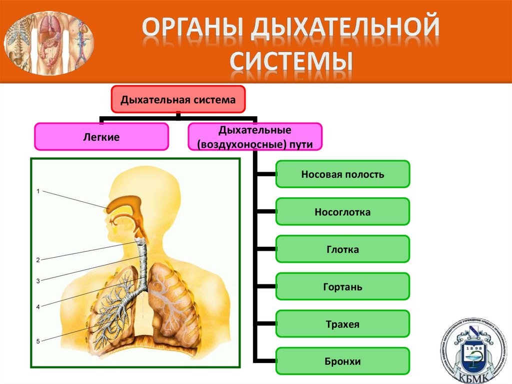 Органы дыхательной системы