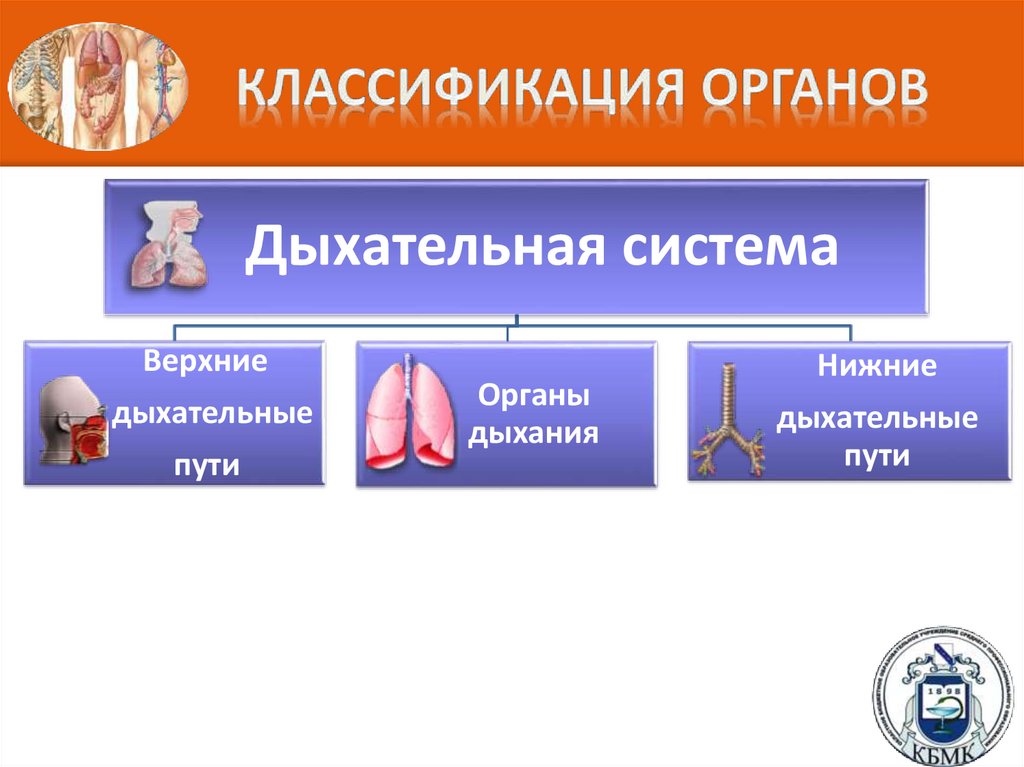 Классификация органов