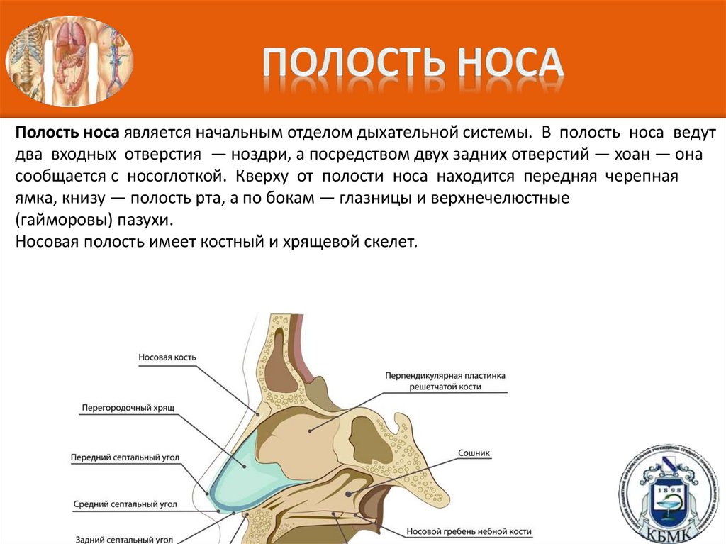 ПОЛОСТЬ НОСА