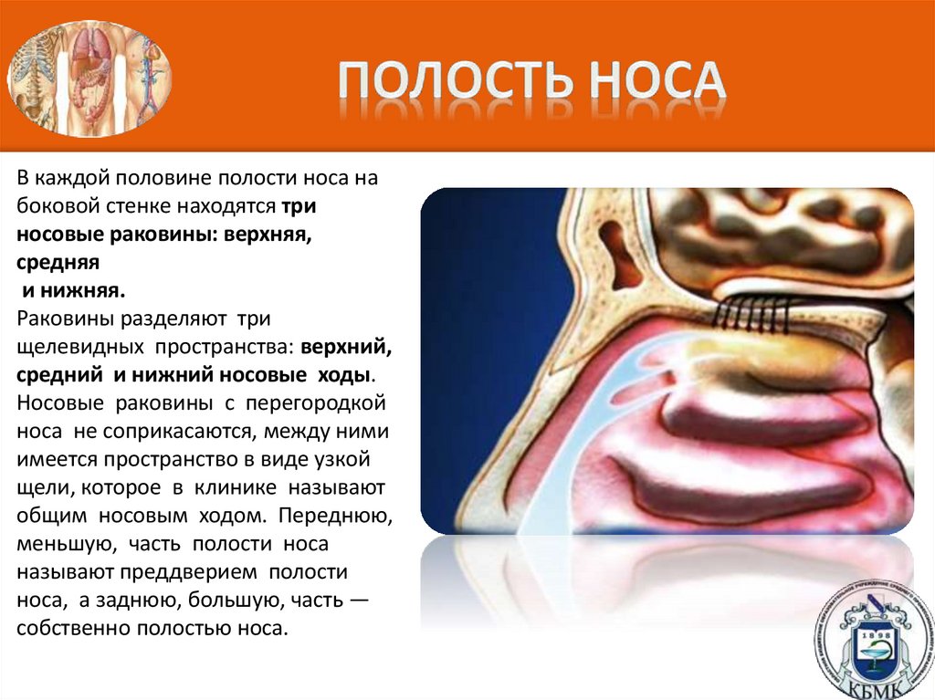 Полость носа