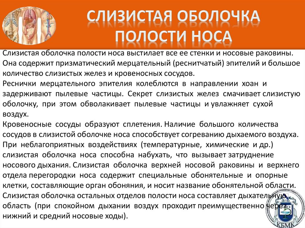 Слизистая оболочка полости носа