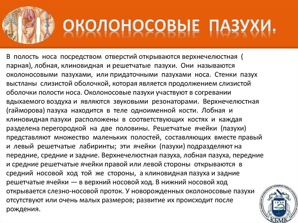 Околоносовые пазухи.