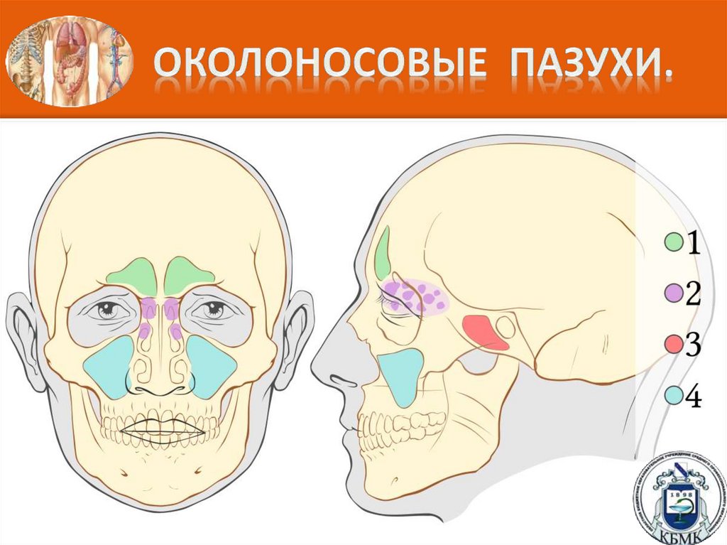 Околоносовые пазухи.