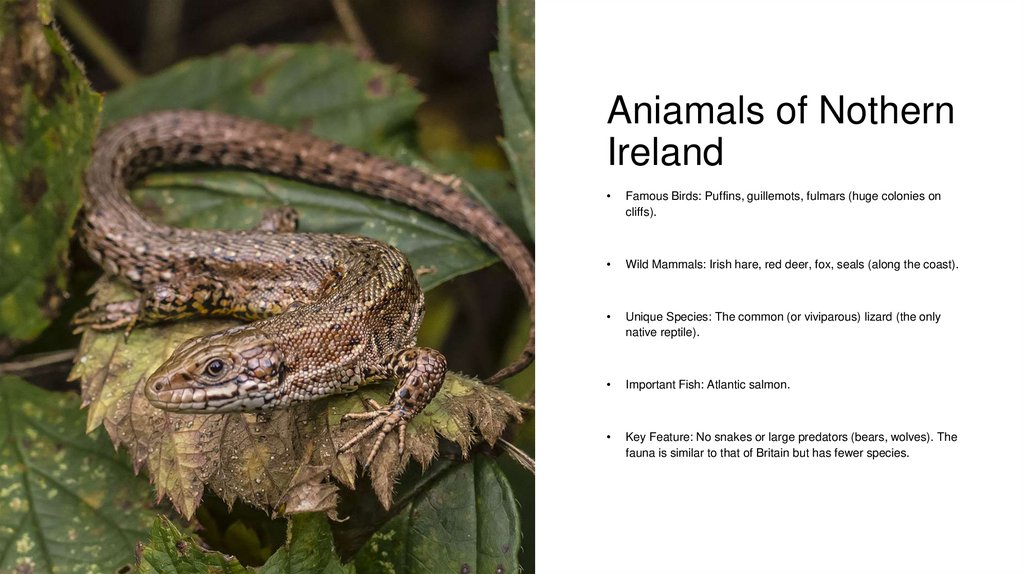 Aniamals of Nothern Ireland