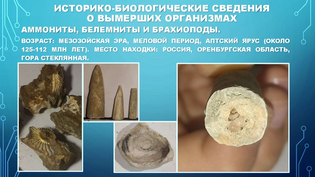 Историко-биологические сведения о вымерших организмах