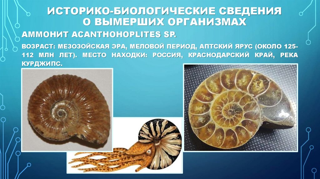 Историко-биологические сведения о вымерших организмах