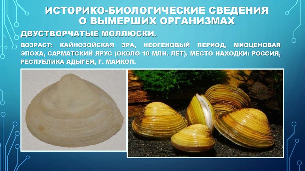 Историко-биологические сведения о вымерших организмах