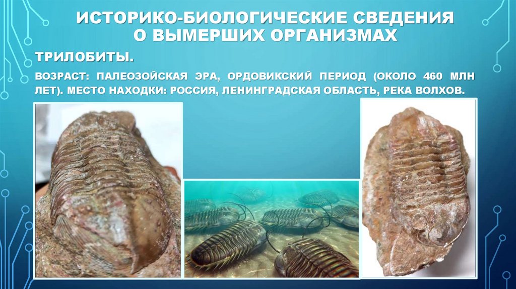 Историко-биологические сведения о вымерших организмах