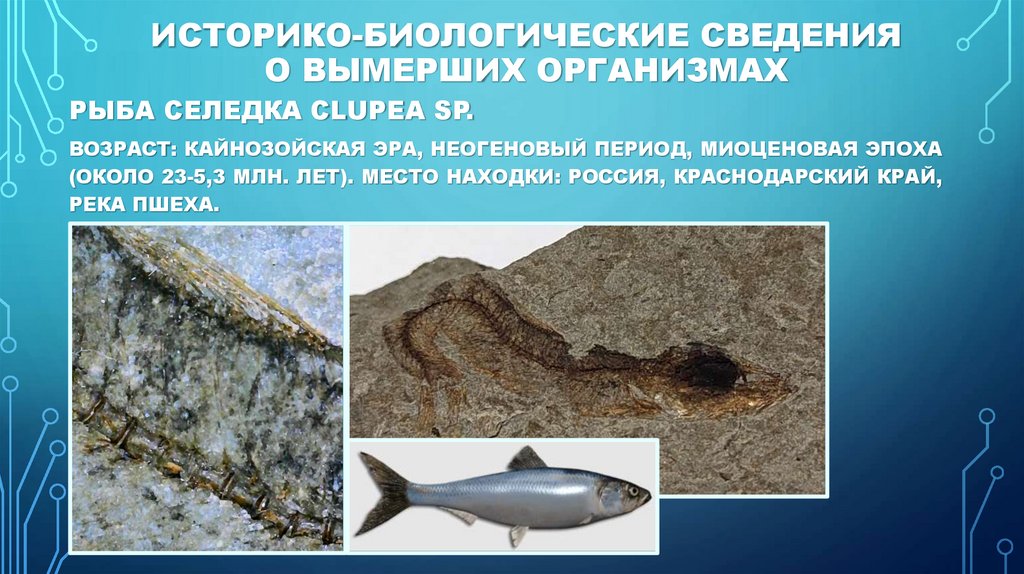 Историко-биологические сведения о вымерших организмах