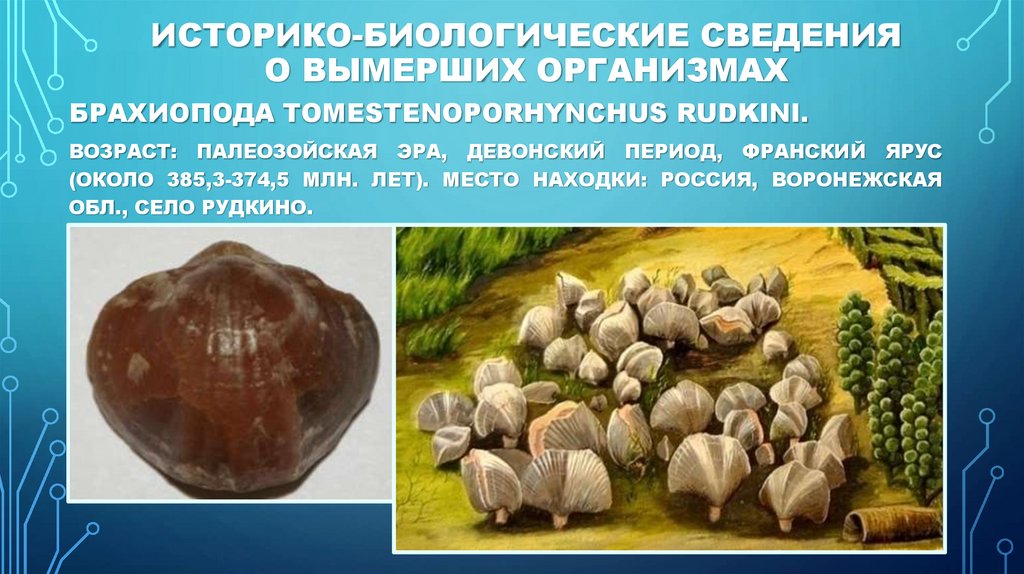 Историко-биологические сведения о вымерших организмах