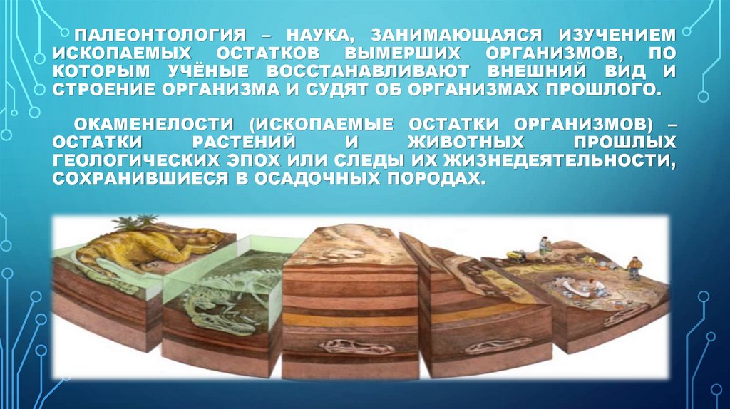 Окаменелости (ископаемые остатки организмов) – остатки растений и животных прошлых геологических эпох или следы их