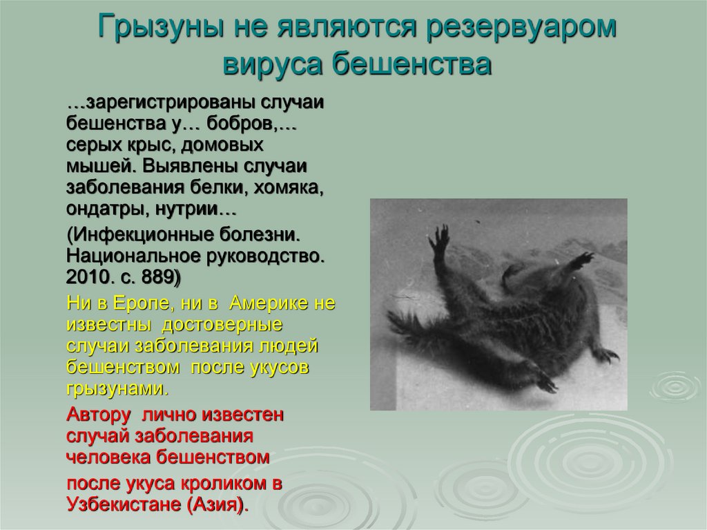 Грызуны не являются резервуаром вируса бешенства