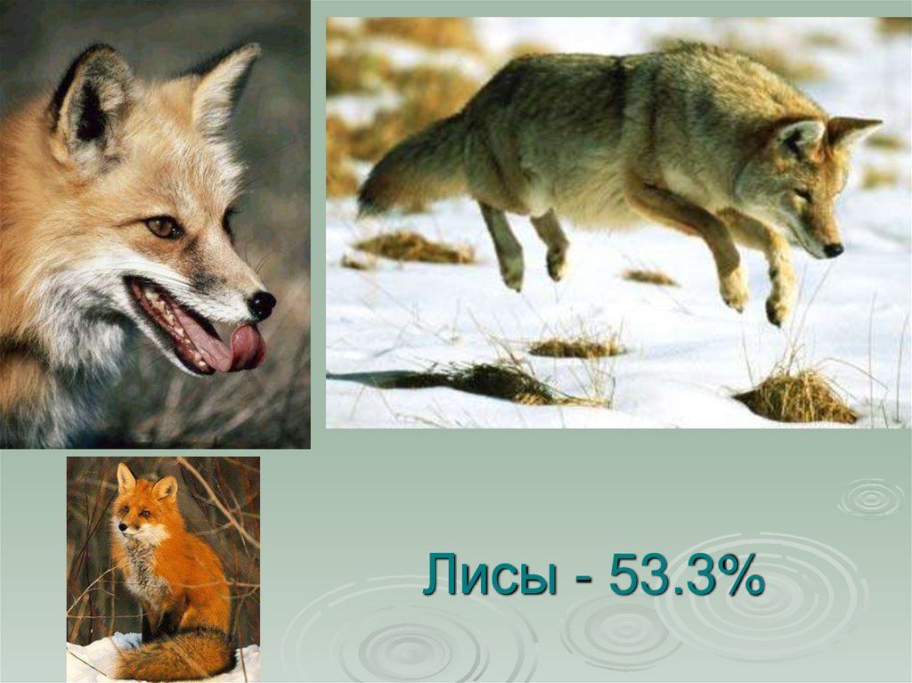 Лисы - 53.3%