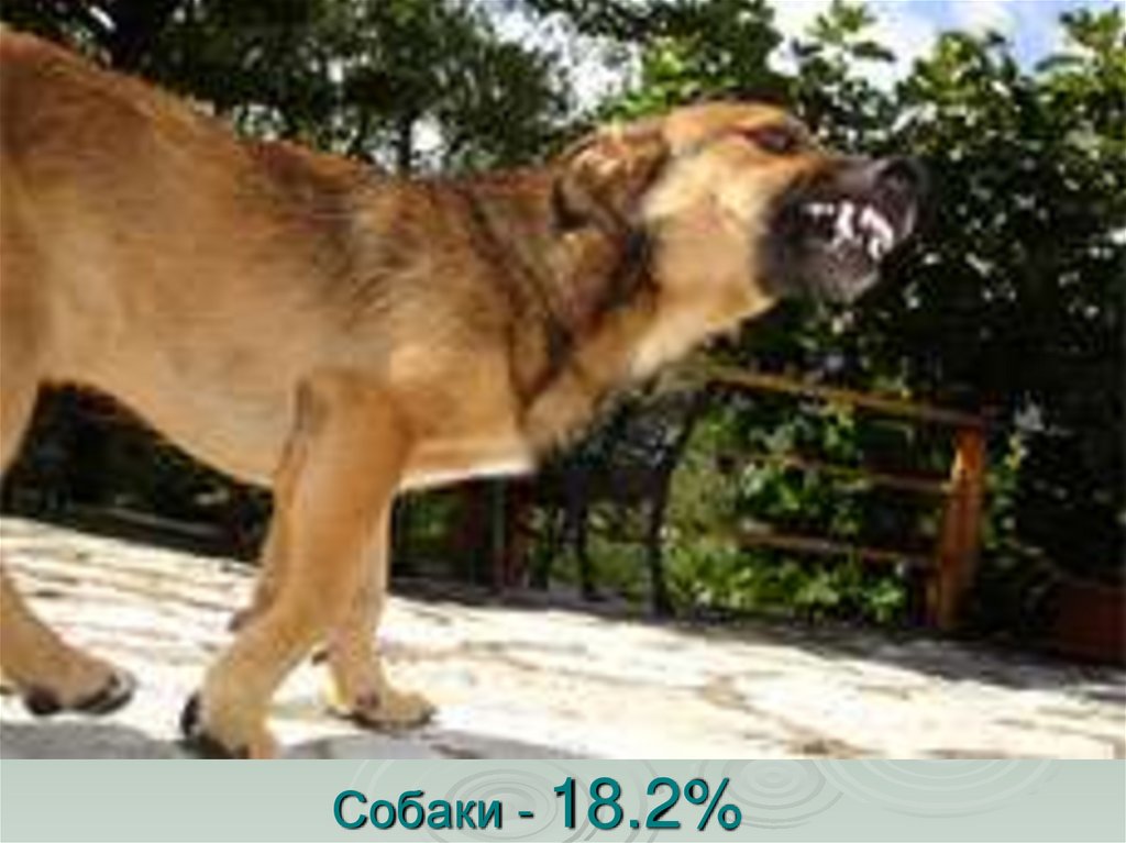 Собаки - 18.2%