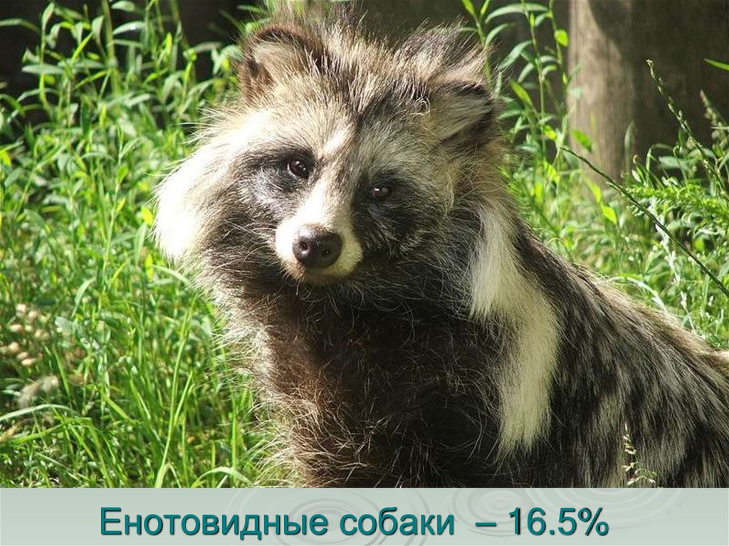 Енотовидные собаки – 16.5%