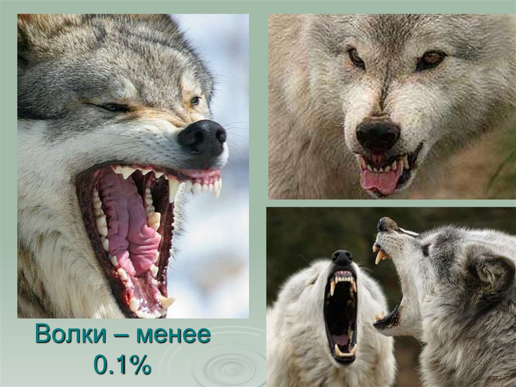 Волки – менее 0.1%