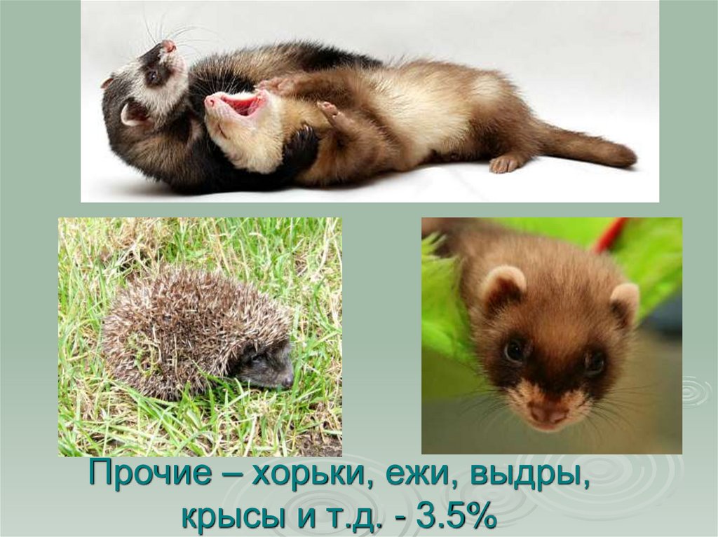 Прочие – хорьки, ежи, выдры, крысы и т.д. - 3.5%