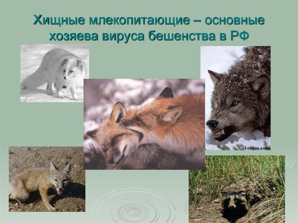 Хищные млекопитающие – основные хозяева вируса бешенства в РФ