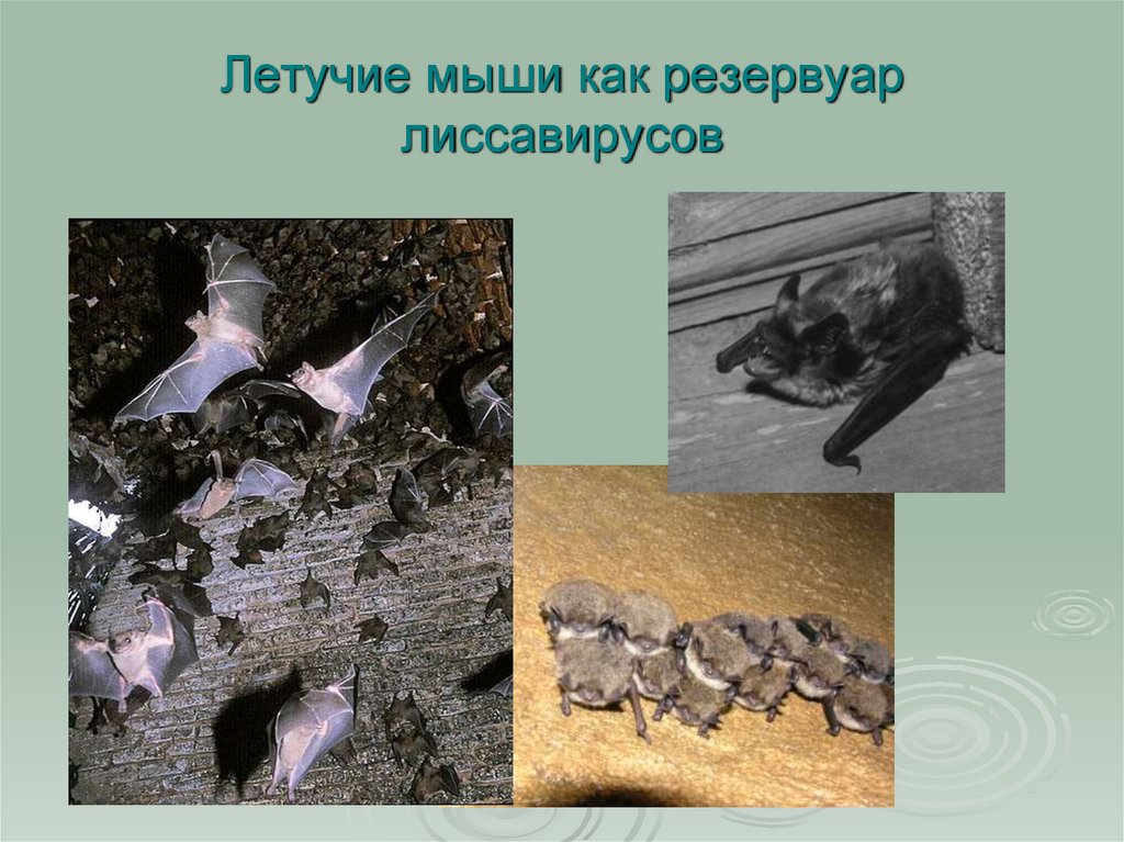 Летучие мыши как резервуар лиссавирусов