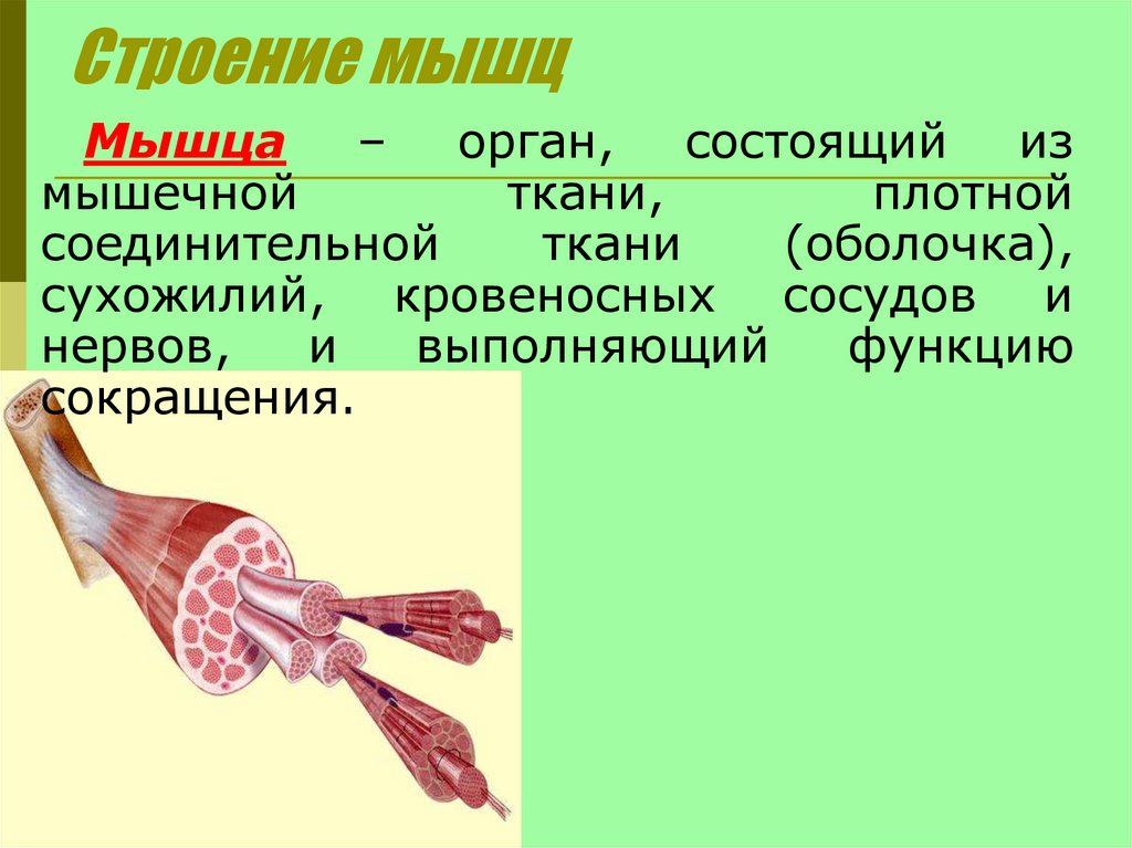 Строение мышц