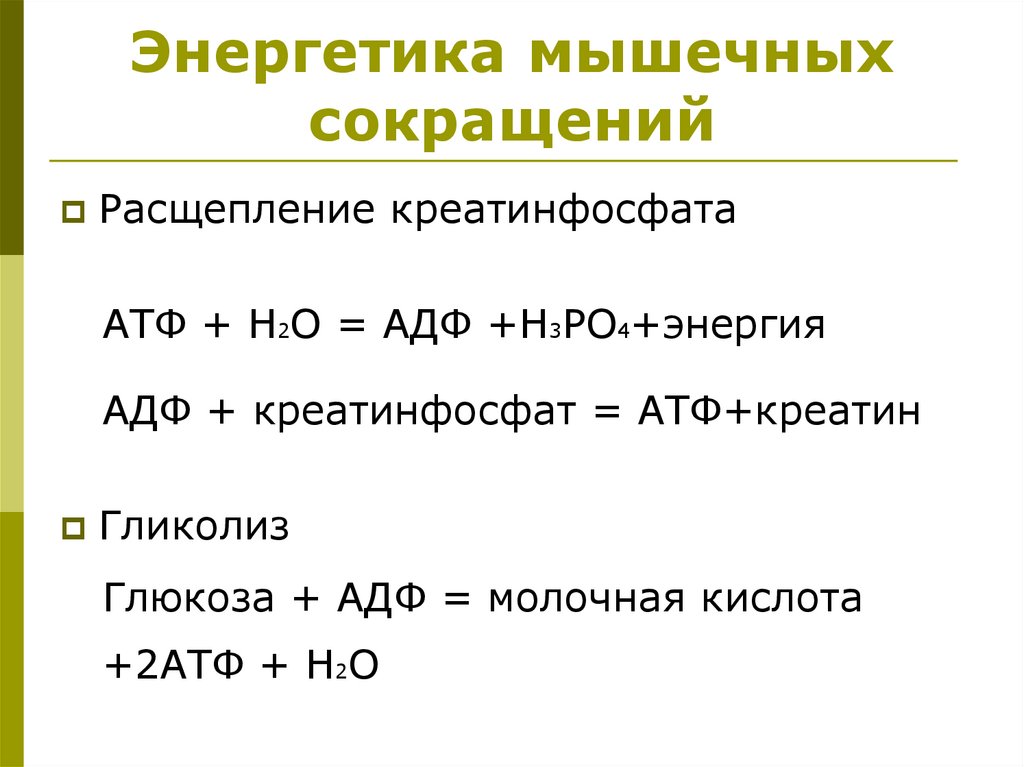 Энергетика мышечных сокращений