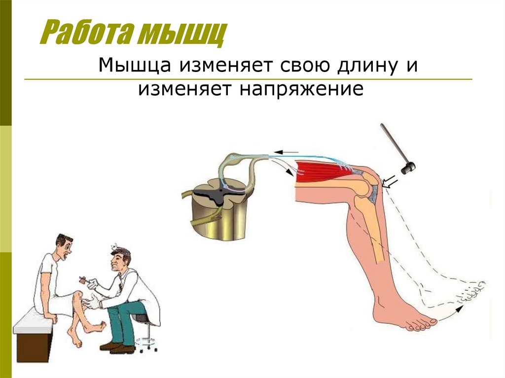Работа мышц