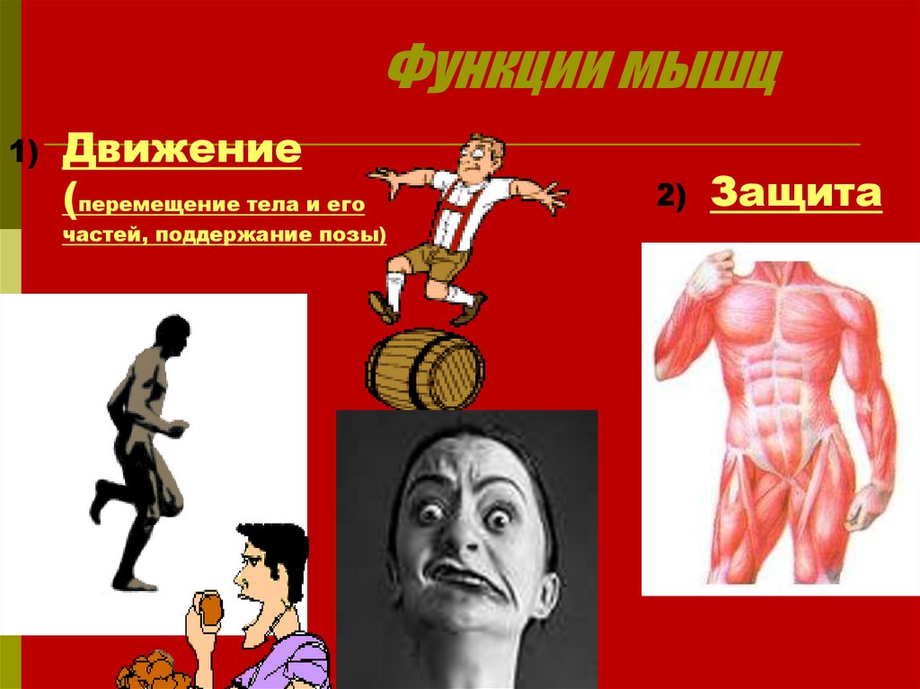 Функции мышц