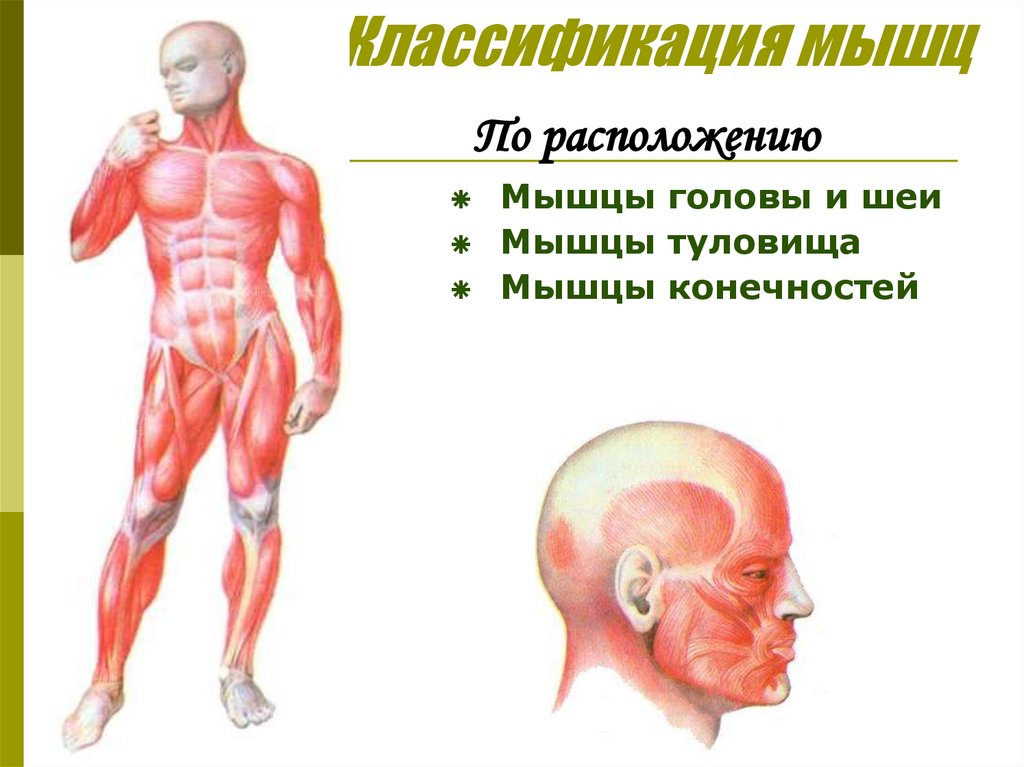 Классификация мышц