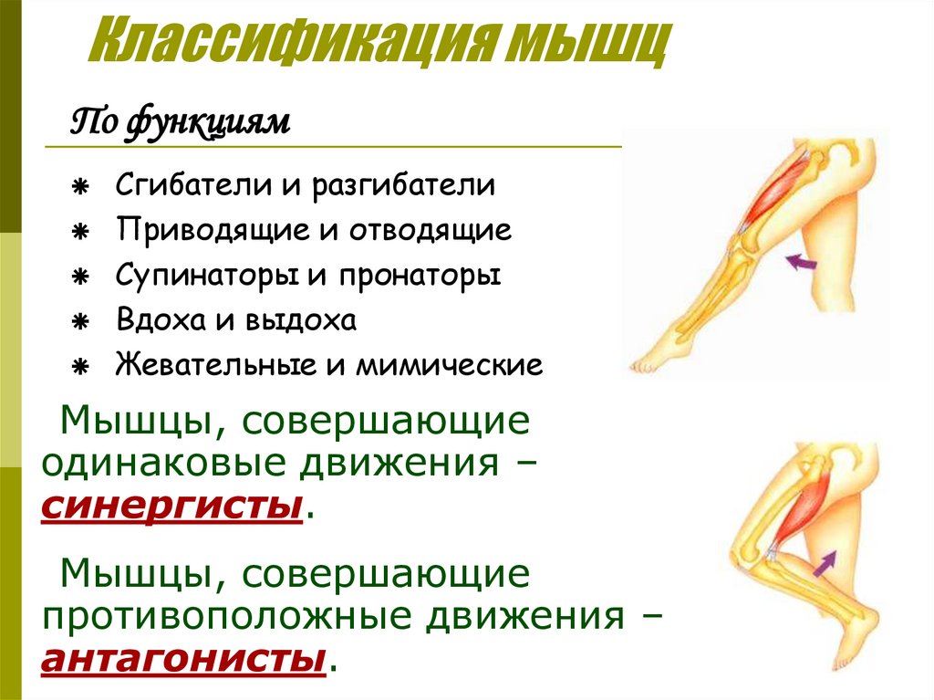 Классификация мышц
