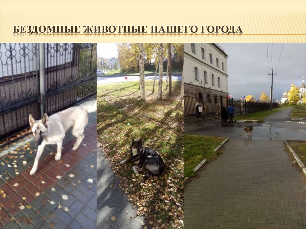Бездомные животные нашего города