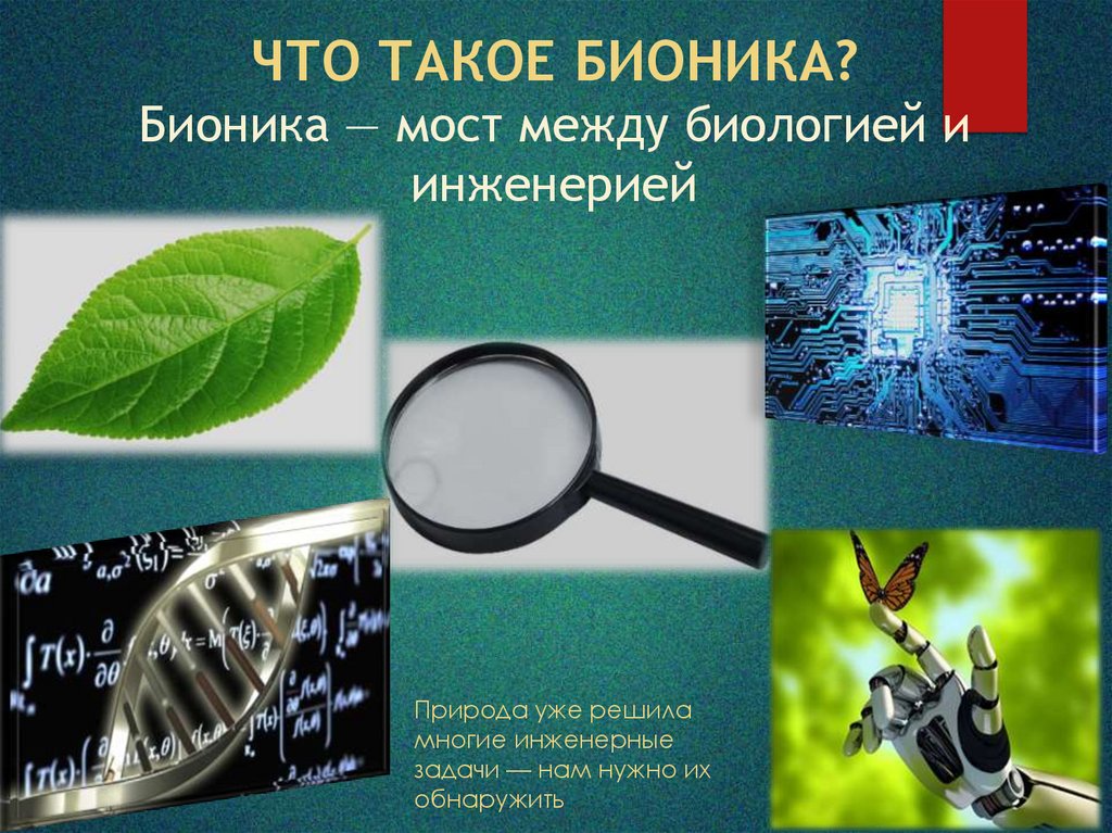 Природа уже решила многие инженерные задачи — нам нужно их обнаружить