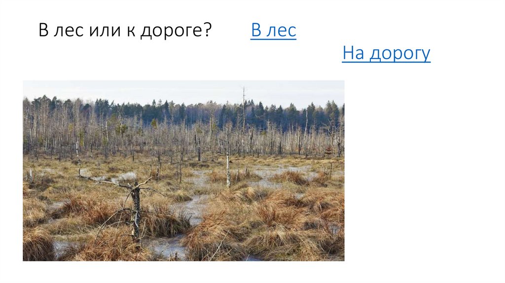 В лес или к дороге? В лес На дорогу