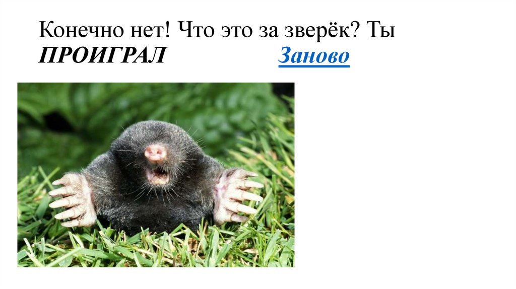 Конечно нет! Что это за зверёк? Ты ПРОИГРАЛ Заново