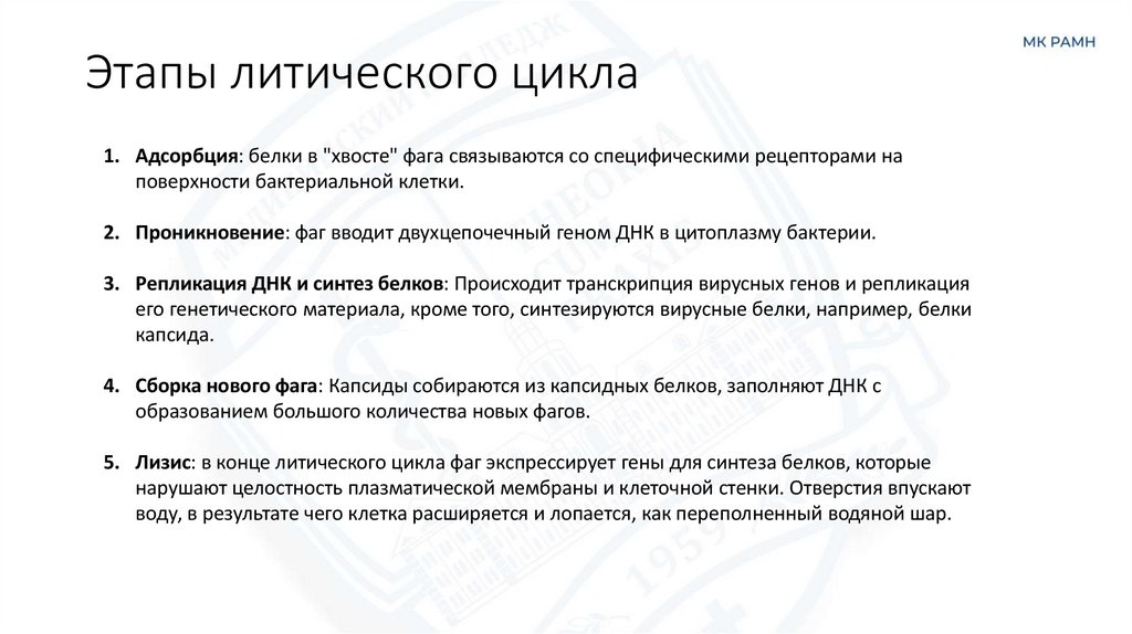 Этапы литического цикла