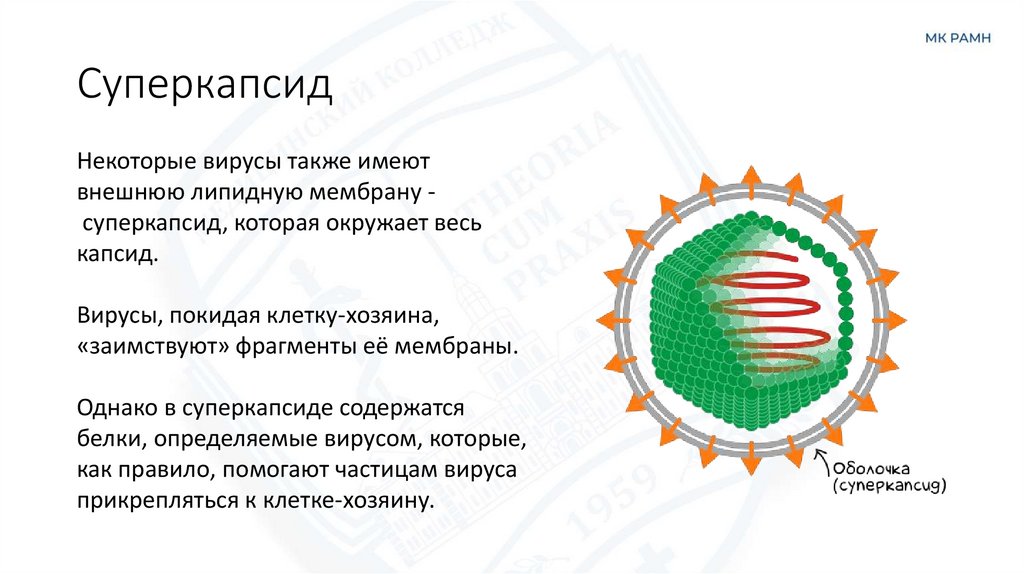 Суперкапсид