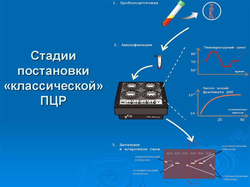 Стадии постановки «классической» ПЦР