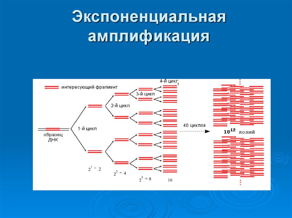 Экспоненциальная амплификация