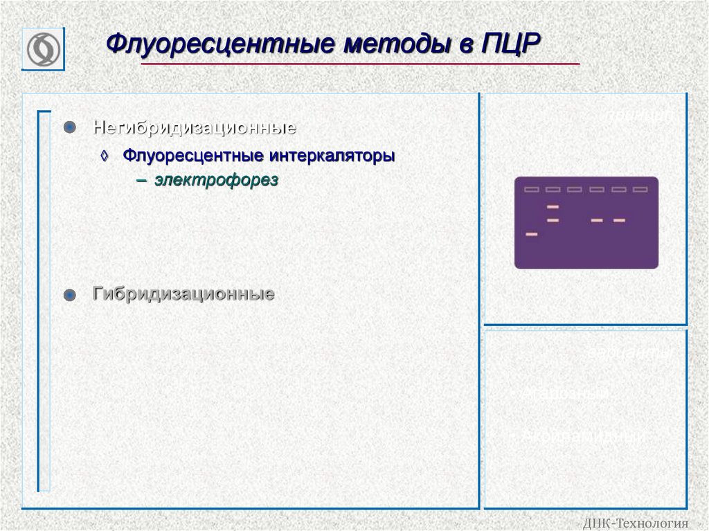 Флуоресцентные методы в ПЦР