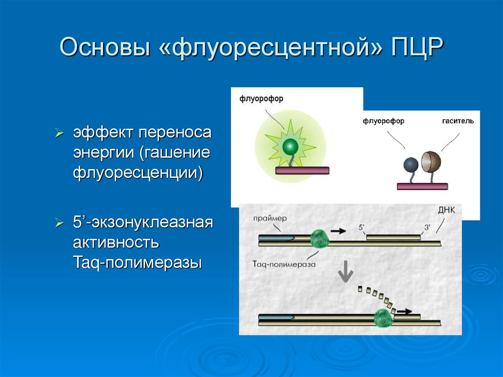 Основы «флуоресцентной» ПЦР