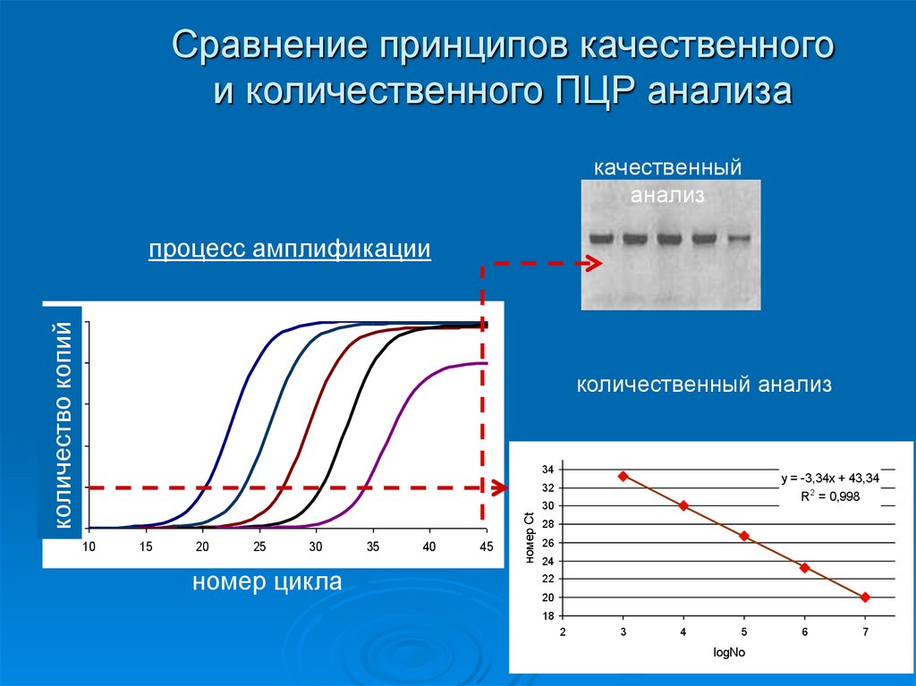 Сравнение принципов качественного и количественного ПЦР анализа