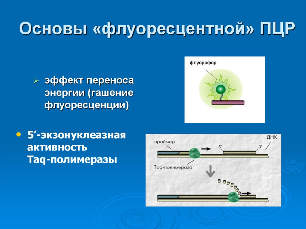 Основы «флуоресцентной» ПЦР