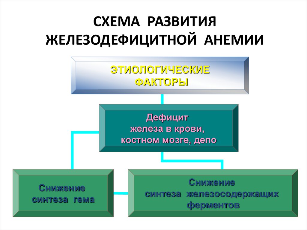 СХЕМА РАЗВИТИЯ ЖЕЛЕЗОДЕФИЦИТНОЙ АНЕМИИ