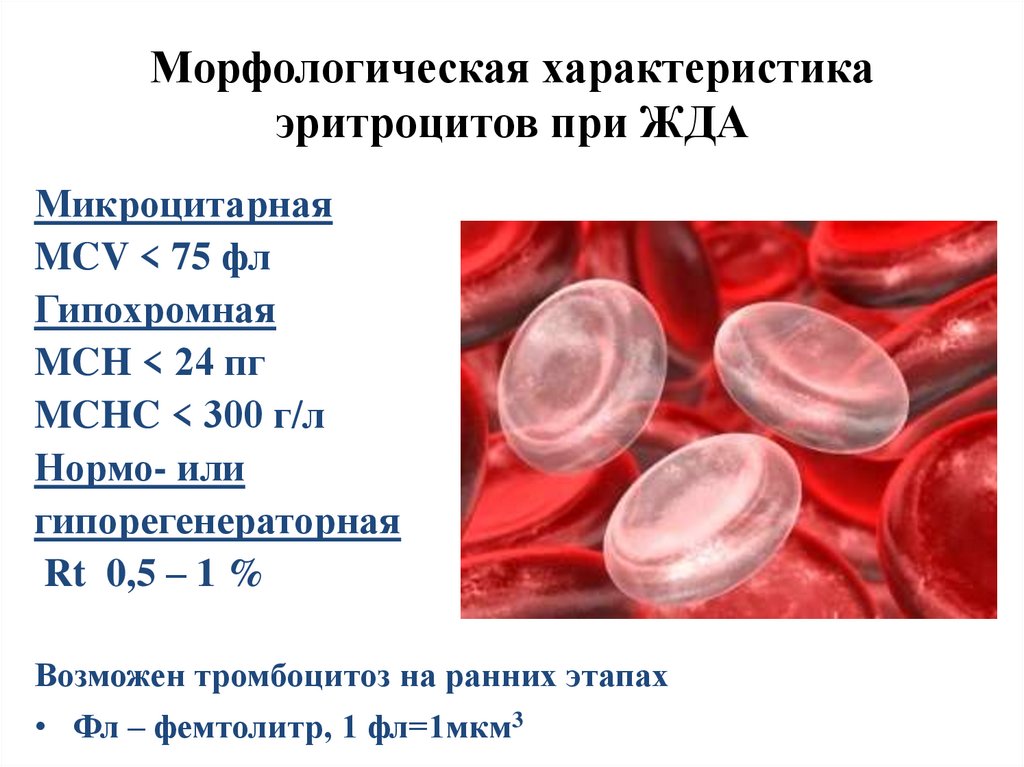 Морфологическая характеристика эритроцитов при ЖДА