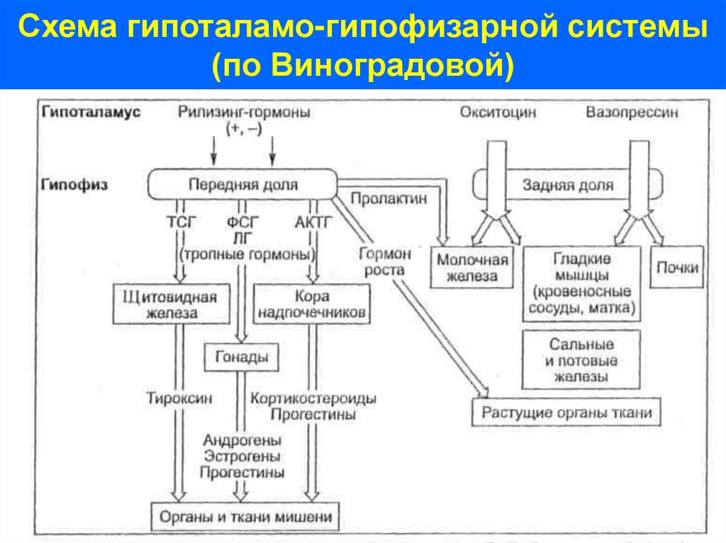 Схема гипоталамо-гипофизарной системы (по Виноградовой)